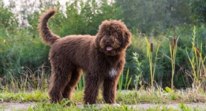 Esta es la raza de perros que está de moda por un curioso motivo sanitario