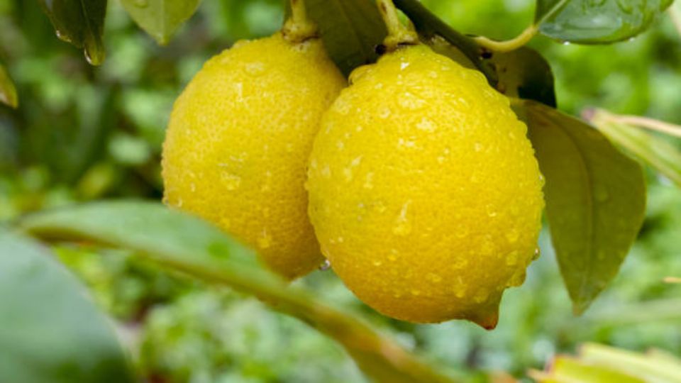 El árbol de limonero es una de las variedades de cítrico que podemos tener en el hogar cultivado en maceta.