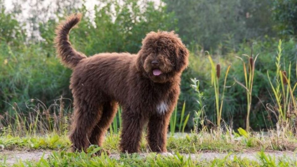 La raza de 'perros de agua' está muy de moda en todo el mundo.