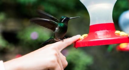 Conoce el truco perfecto para atraer colibríes a tu jardín