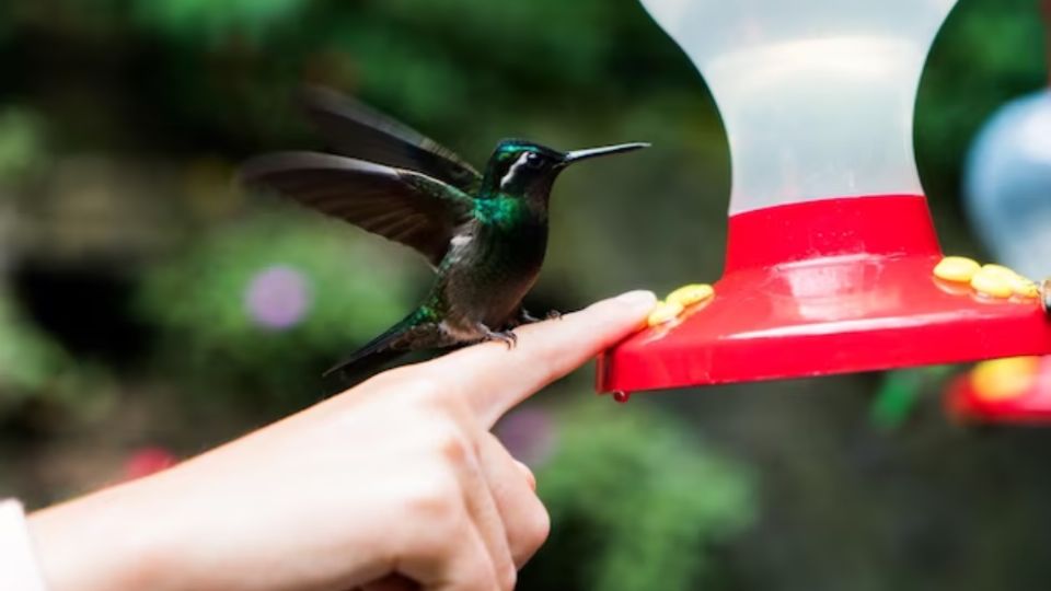 Ahora los colibríes vivirán en tu jardín