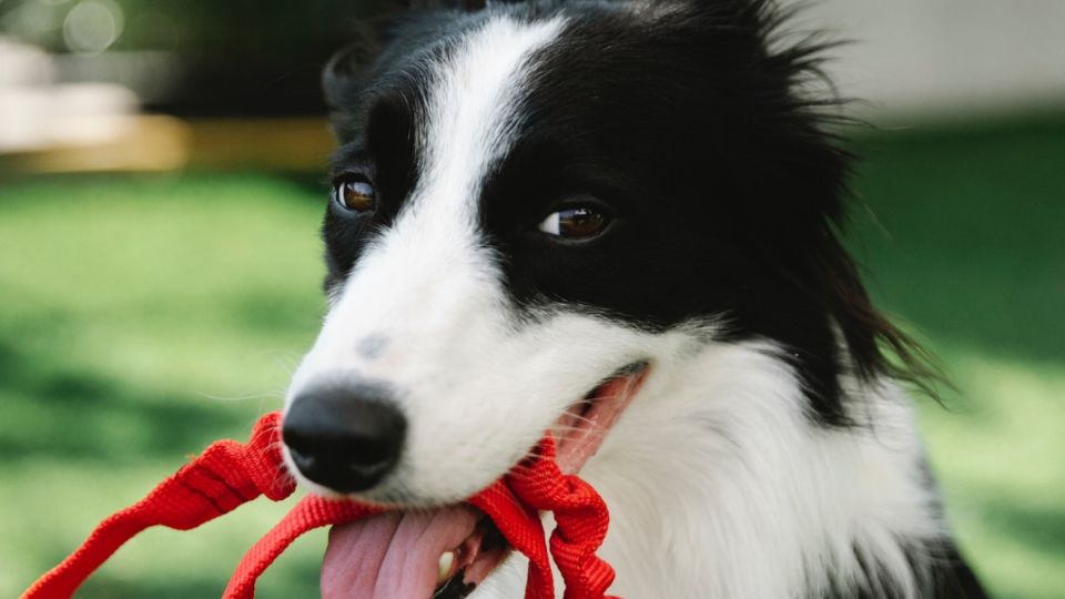 ¿Qué nombre japonés le pondrías a tu mascota?