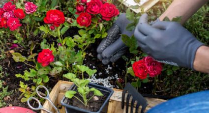 Aprende a fertilizar tus plantas en agua en pocos pasos