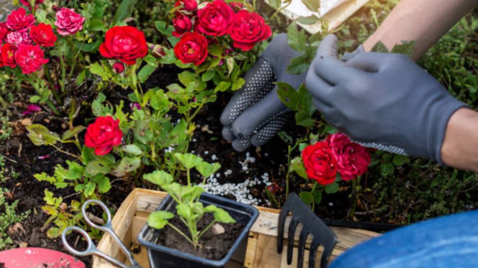 Las plantas necesitan en algunas ocasiones fertilizante ya que estos son eficaces para hacerlas crecer de una mejor forma