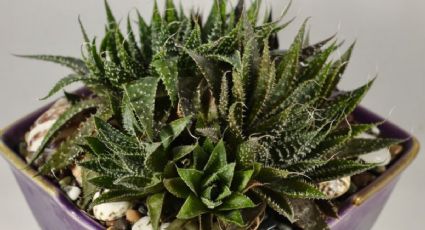 Aloe aristata, la suculenta que no puede faltar en tu colección de plantas