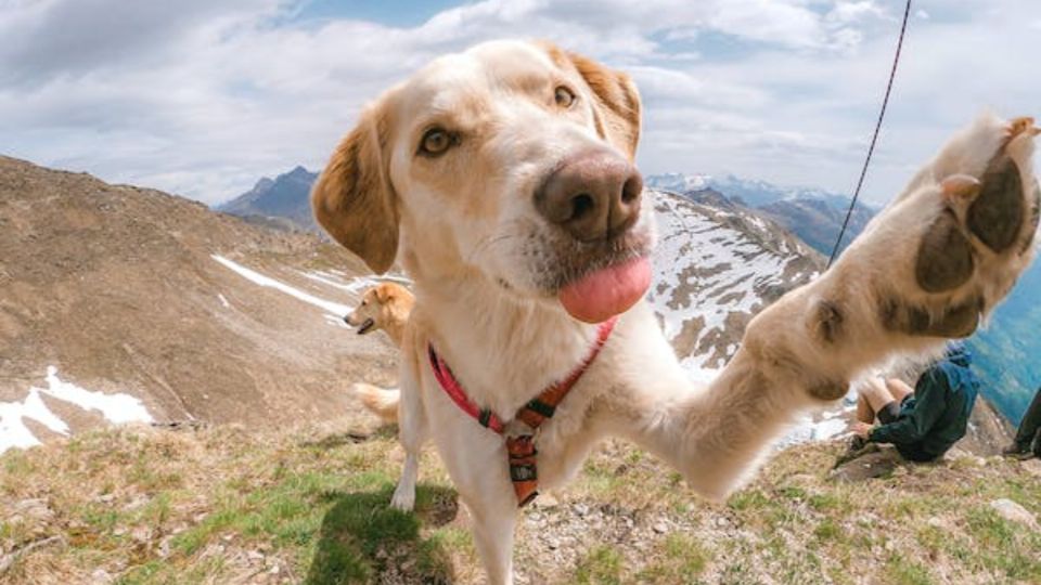 Los perros son el 'mejor amigo del hombre'.