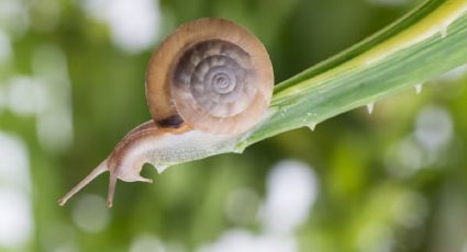 Conoce el truco infalible para evitar las plagas de caracoles en tu jardín