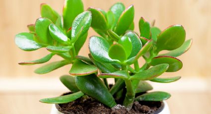 Cómo cultivar un árbol de jade y cuáles son sus principales cuidados