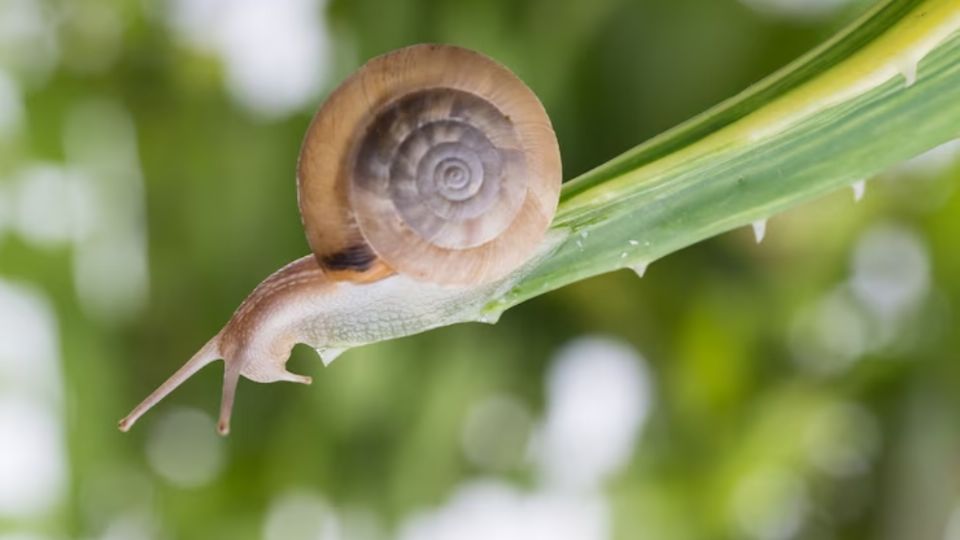 Con este truco, los caracoles desaparecerán de tu jardín