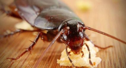 Conoce el veneno casero infalible para eliminar cucarachas de tu cocina