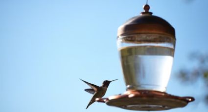 Aprende a preparar néctar casero para atraer colibríes a tu jardín