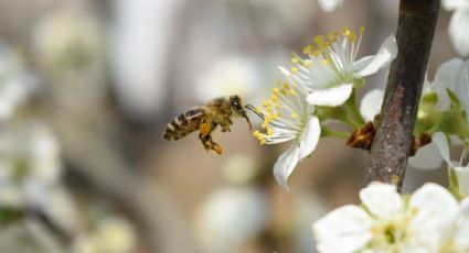 Dime qué insecto tienes en casa y te diré el significado espiritual que traen