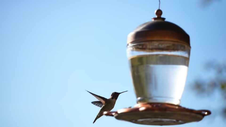 Así podrás atraer colibríes a tu jardín