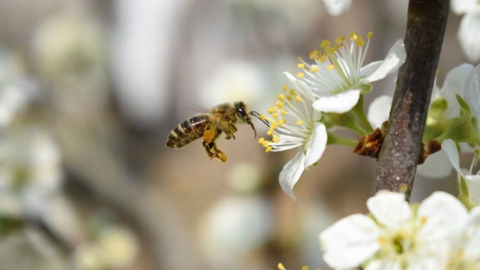 Este es el significado espiritual de los insectos