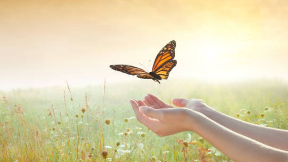 Durante la primavera es muy común ver a las mariposas, ya que aprovechan el calor y las flores para dar un paseo en búsqueda de sus alimentos día con día.