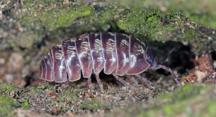 Descubre si tus plantas tienen la cochinilla de la humedad y aprende a eliminarla