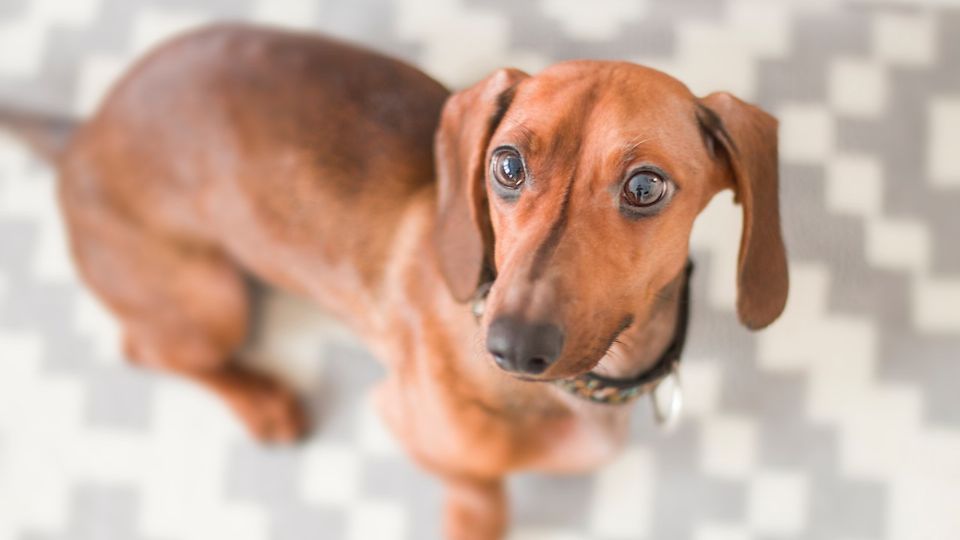 Perro salchicha, una raza muy cariñosa