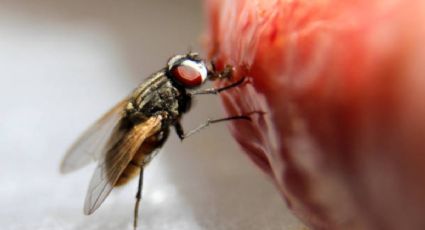 Esto es lo que sucederá si una mosca se para en su comida