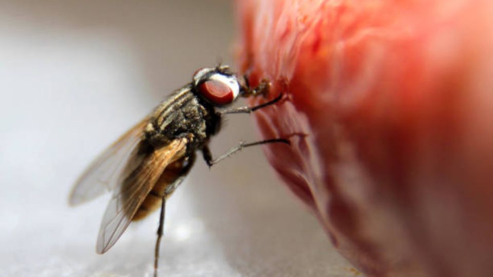 Esto es lo que sucederá si una mosca se para sobre tu comida