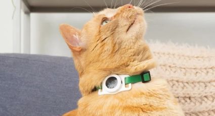 Toma asiento antes de conocer el collar Bluetooth que te dirá dónde está tu mascota