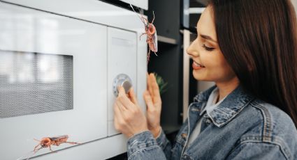 Sólo con 2 ingredientes de cocina: despídete de las cucarachas de tu microondas