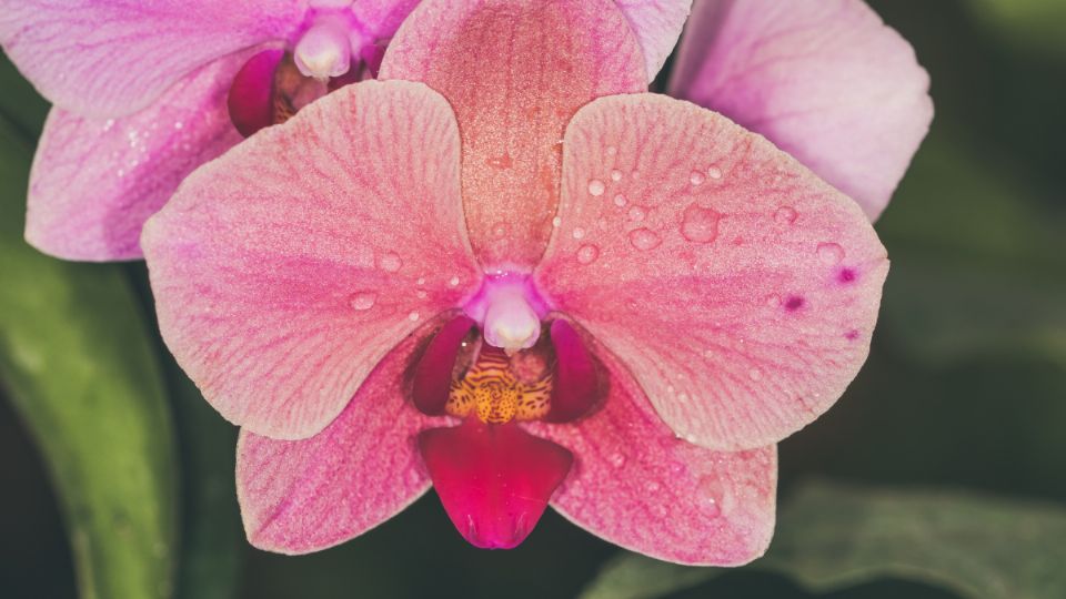 Las orquídeas son una de las flores más bonitas que existen.