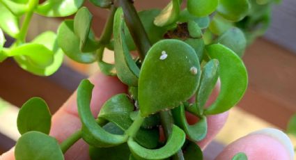 Conoce el insecticida casero con agua y alcohol que eliminará las plagas de tu árbol de jade