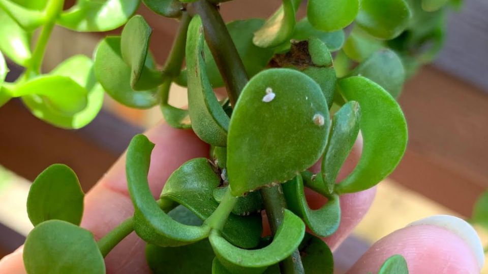 Eliminar las plagas de tu árbol de jade.