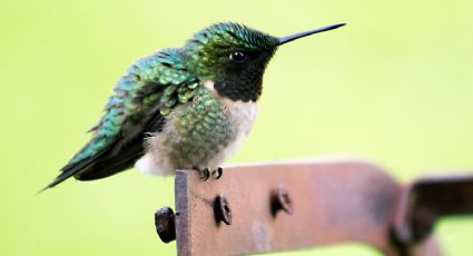 3 pájaros que dan buena suerte y abundancia (spoiler: no es el colibrí)