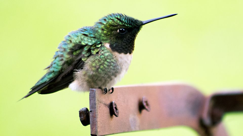 El colibrí es un pájaro de la buena suerte, pero no está en la lista.