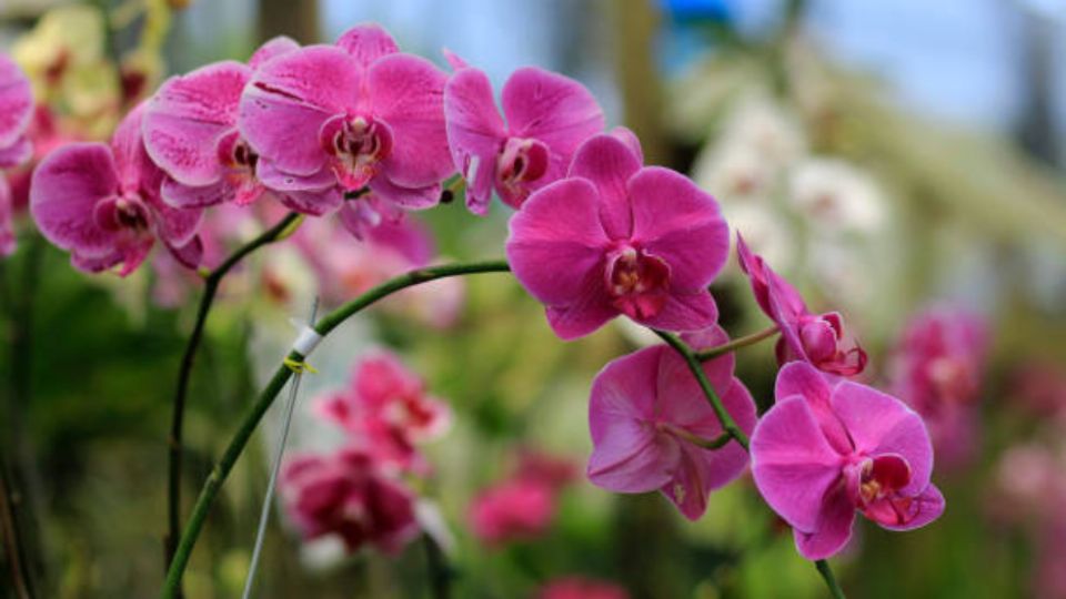 Las orquídeas son hermosas y son una planta elegida para decorar el hogar.