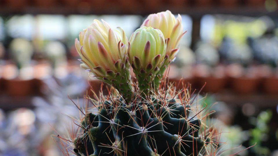 Los cactus con flores solo pueden verse en primavera