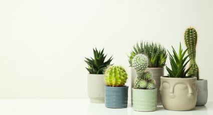 Esta es la única planta que jamás deberás tener en casa, según el Feng Shui