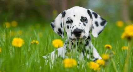 3 razas de perros medianos para tener en una casa con jardín pequeño