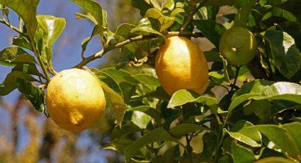 Este es el secreto para que tu limonero estalle de frutas