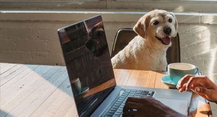 Aprende a quitar las pulgas de tu perro, solo con café