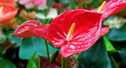 Sólo con 2 ingredientes, prepara este abono y tu Anturio estallará de flores