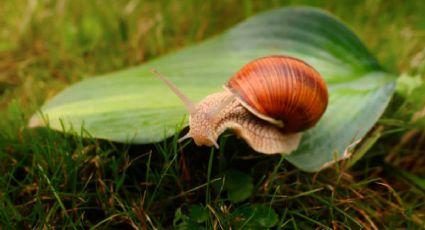 Descubre las 2 trampas mortales para los caracoles de tu jardín