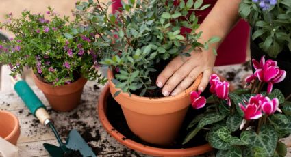 Una cucharadita de este alimento y tus plantas estallarán de flores