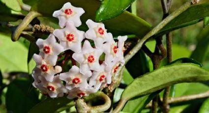 Sólo con canela, miel y limón, ayuda a crecer tu Flor de cera