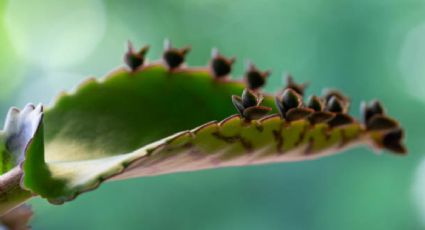 Este es el abono casero para hacer crecer tu kalanchoe en pocas semanas