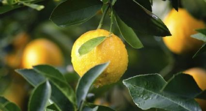 Estos son los árboles frutales que pueden cultivarse juntos