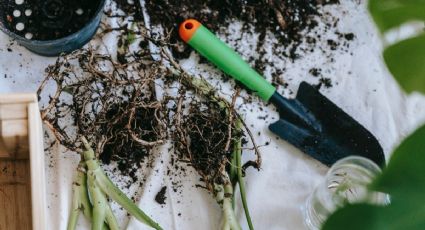 Así deberás mejorar la tierra para el cultivo de tu huerto