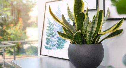 3 suculentas perfectas para espacios pequeños de casa y del jardín