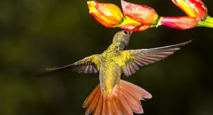 Solo con 2 ingredientes, atrae colibríes a tu jardín y disfruta de su belleza