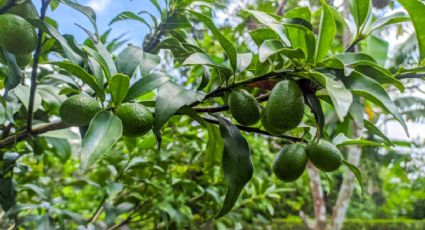 Este es el secreto para cultivar aguacates en una maceta y no morir en el intento