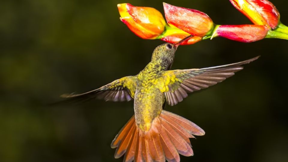 Dale la bienvenida a los colibríes con estos ingredientes caseros