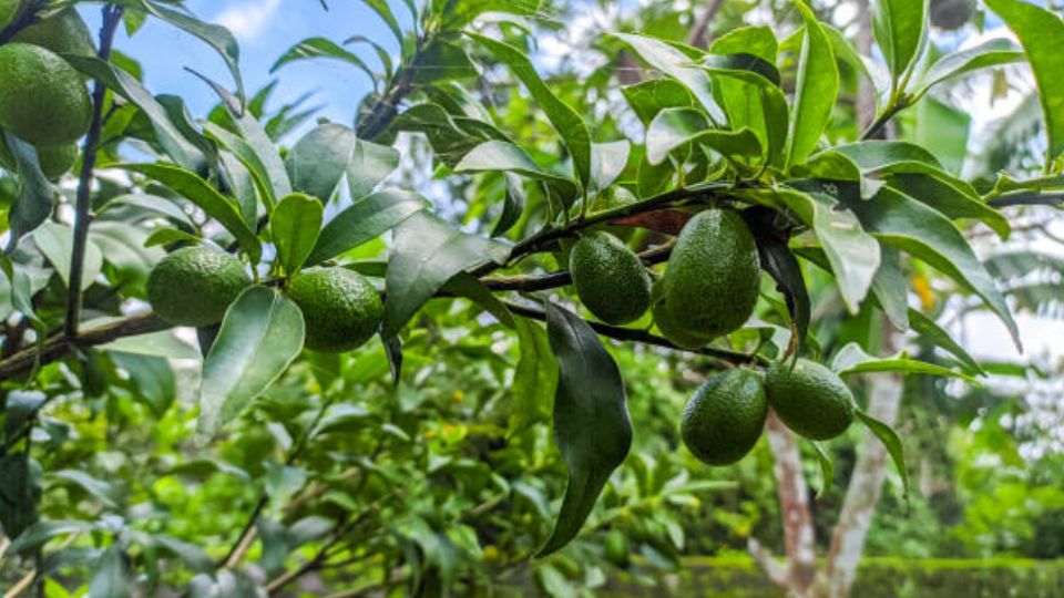 Los aguacates se adaptan mejor a climas subtropicales y tropicales.