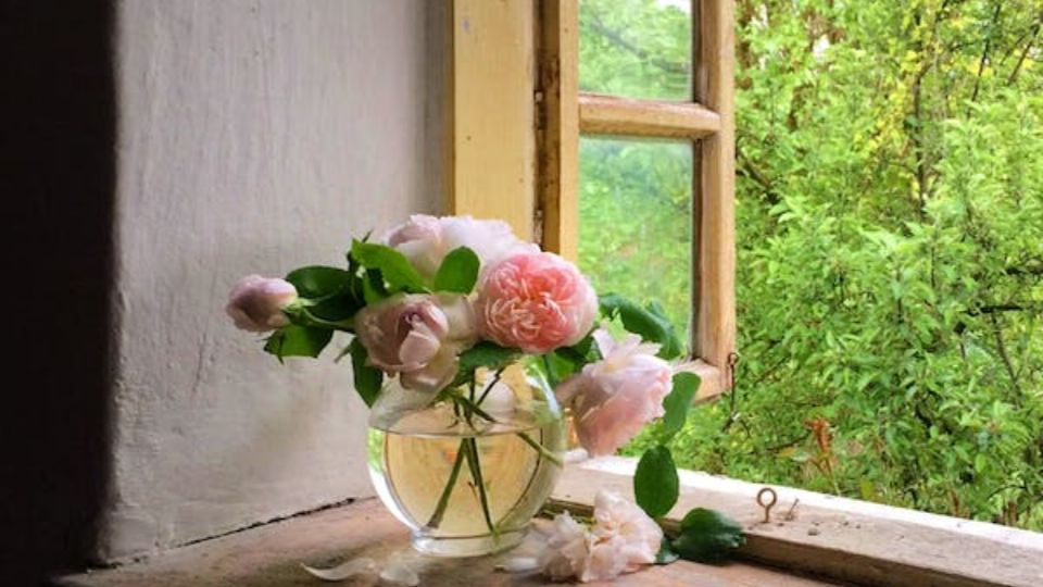 Las plantas en el alféizar de la ventana ayudan a la salud.