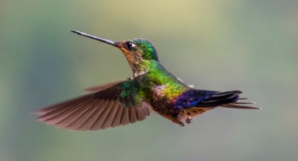 Cuál es el significado espiritual que un colibrí descanse en nuestra ventana